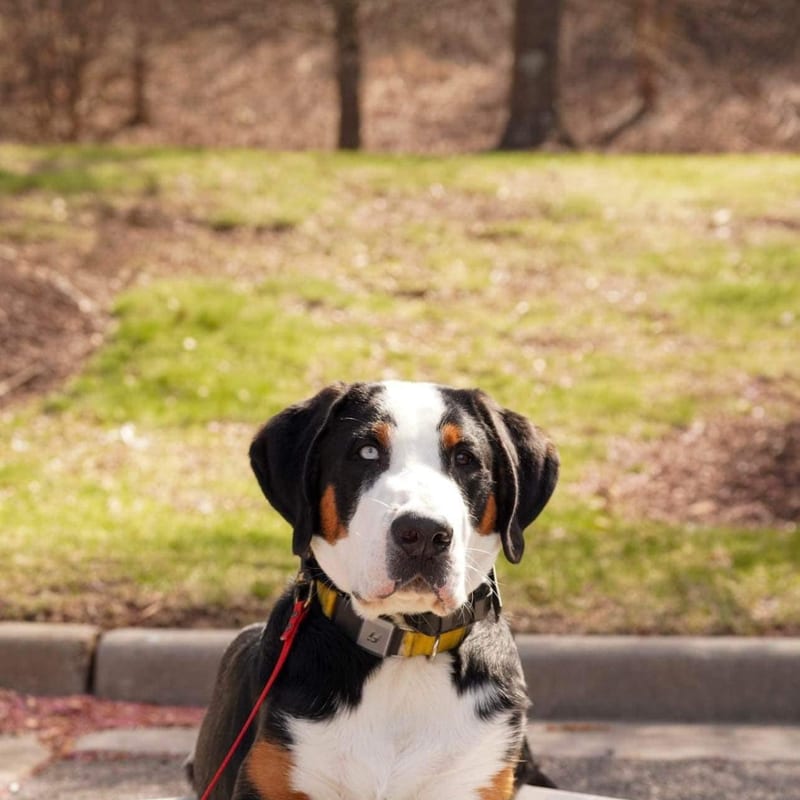 A happy dog at Ridgeside K9 Tidewater