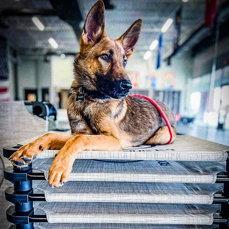 A dog resting at the Ridgeside K9 Tidewater facility