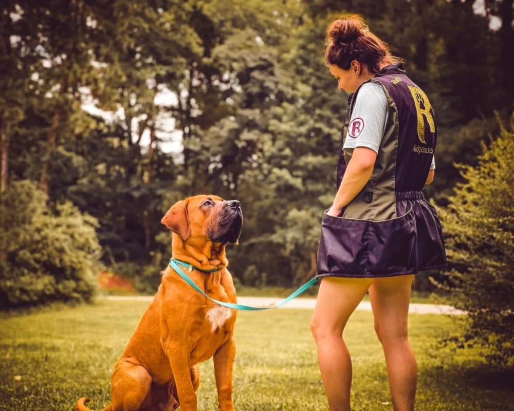 A dog enjoying outdoor time at Ridgeside K9 Tidewater in Williamsburg